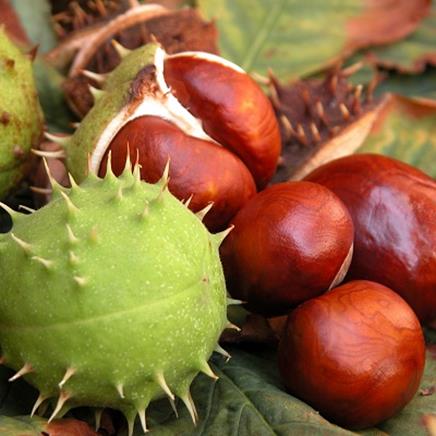 Natural active Horse Chestnut